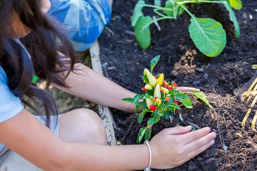 New School Garden Mentorship Program Webinar Series